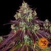 Mimosa EVO, Фасовка: 1, изображение 11